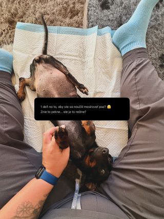 Masáž psa nie je niečo, čo sa dá naučiť za pár hodín. 🐾 Na jednodňovom seminári, workshope možno získate predstavu, ako to...