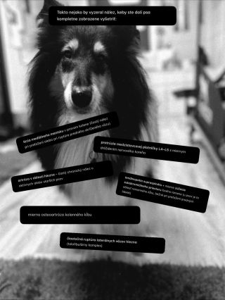 Aj keď nález na MRI či RTG znie strašidelne, ešte to nič neznamená. Veľa psov má „desivé“ diagnózy na papieri, no v...