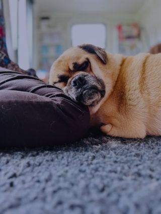 Niekedy mám pocit, že pes nám nevie povedať, čo ho bolí… ale jeho telo to kričí. A presne vtedy vidíš, ako veľa urobí...