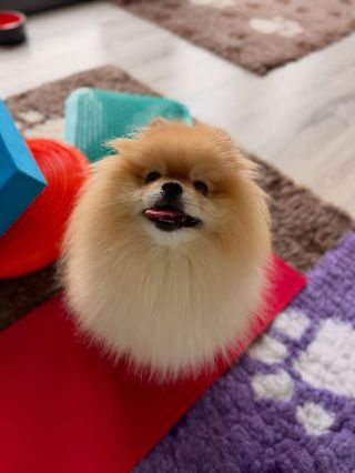 Dnes už nič milšie neuvidíš! 😍 Maci, tento rozprávkový pomeranian, je asi ten najkrajší malý chlpáč na svete. 🧡✨ Chodí ku...